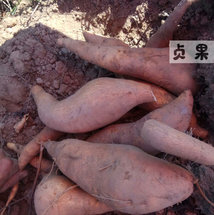 广东潮汕新鲜黄皮净重5板栗薯