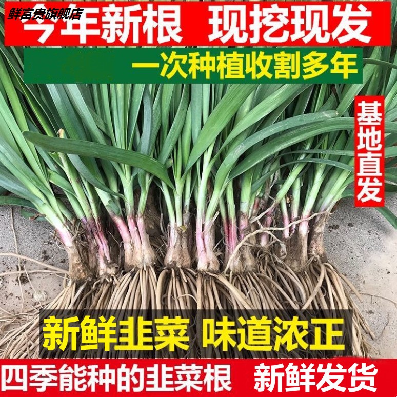 韭菜根苗50颗紫根现挖大宽叶红根韭菜根盆栽苗子小叶阳台蔬菜四季