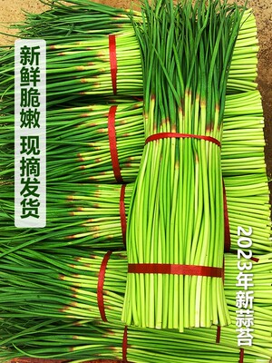 25年鲜蒜苔5斤新鲜蒜薹特价大蒜薹嫩红帽蒜苔农家当季蔬菜5斤蒜毫