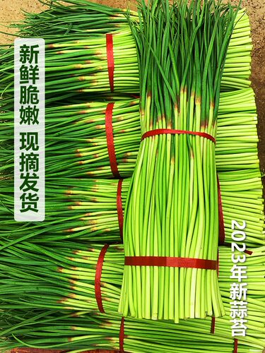 鲜蒜苔5斤新鲜蒜薹特价大蒜薹嫩红帽蒜苔农家当季蔬菜5斤蒜毫