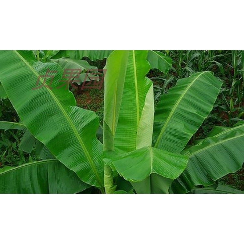 云南新鲜芭蕉叶版纳特产傣族菜泰国菜包烧专用两斤包邮.