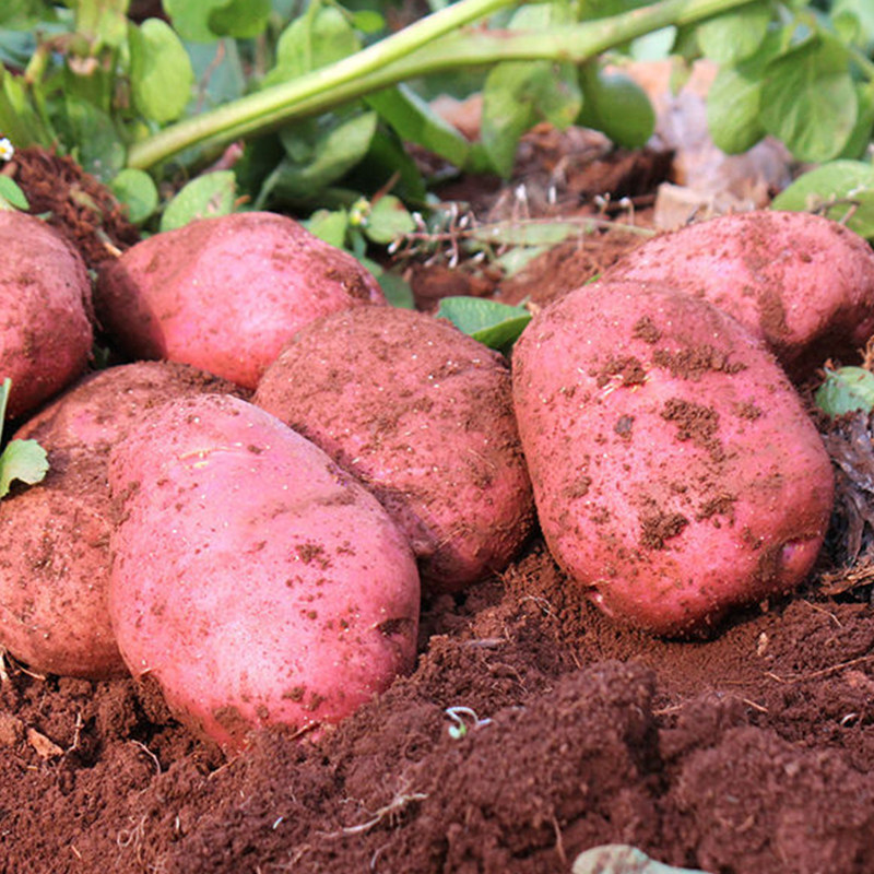 2020年云南大理新鲜小土豆农家蔬菜红皮黄心马铃薯洋芋净重5斤.