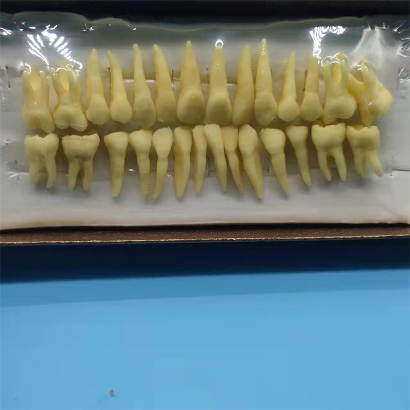 牙科恒牙立体牙模型成人28颗标准牙齿恒牙带牙根教学讲解沟通材料