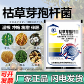 枯草芽孢杆菌1000亿孢子 克水稻棉花白粉病稻瘟病晚疫病杀菌剂