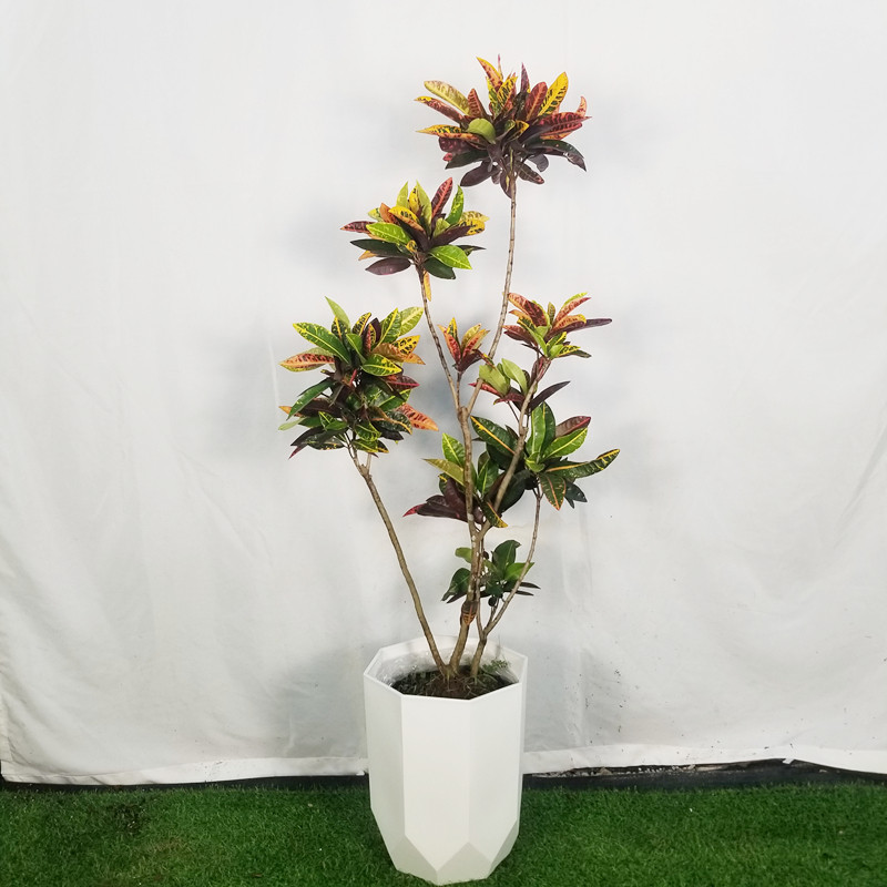 七彩变叶木盆栽室内大型植物客厅阳台网红绿植造型变色木一物一拍