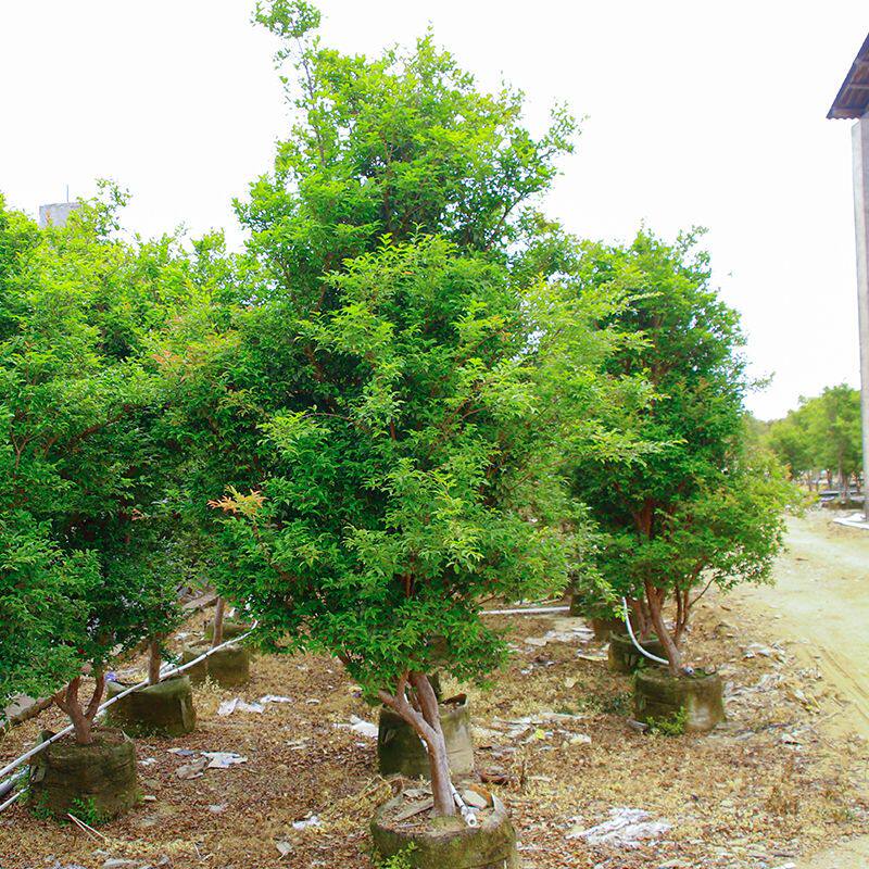 真10年袋苗沙巴嘉宝果庭院造景绿植大型盆栽可结果原生袋苗包种活