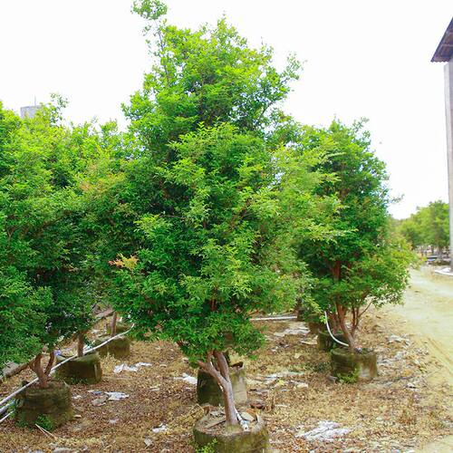 可结果沙巴嘉宝果大树袋苗包种活