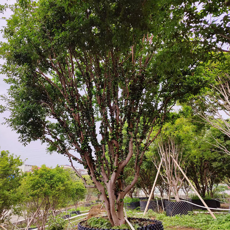 20年沙巴嘉宝果袋苗庭院大型绿植盆栽院子景观树果树