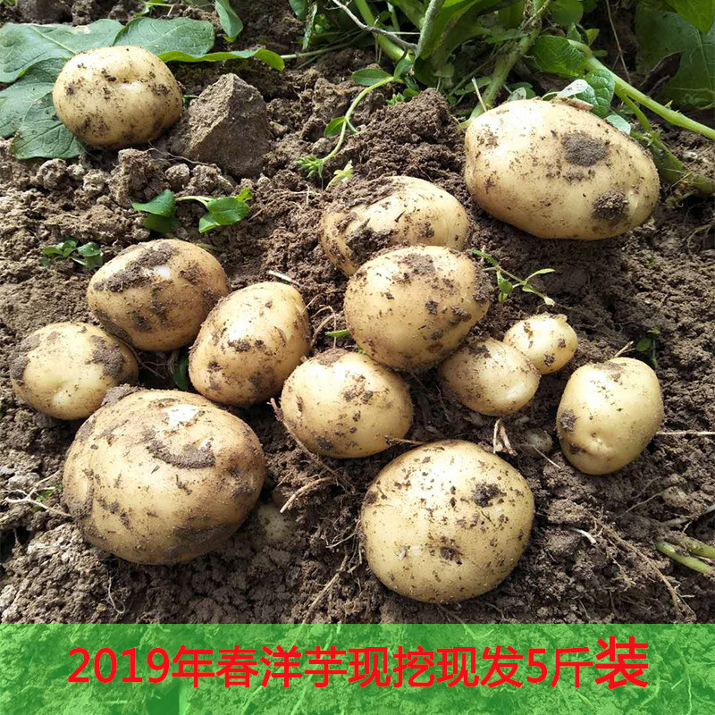 春季现刨新鲜土豆马铃薯农家自种迷你小土豆地蛋现挖现发五斤