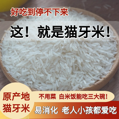 瑶自然2025广西猫牙米正宗长粒香米丝苗米新米农家生态米5斤10斤