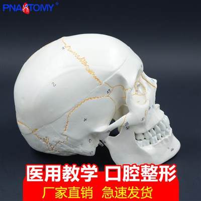 成人一比一医学仿真人体头骨模型头颅骨解剖数字编码标识骷髅标v