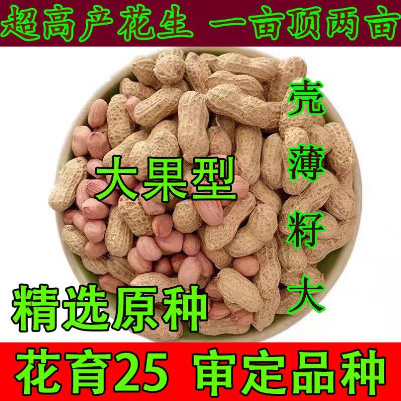 原种花育25花生种子落花生超高产大果型高产千斤王花生种子芽苗菜
