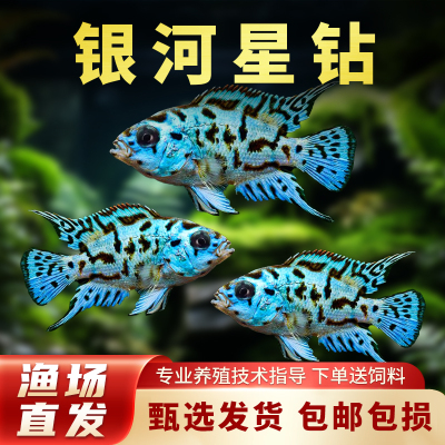 三湖慈鲷银河星钻鱼美洲短鲷热带观赏鱼活体新手好养耐活鱼