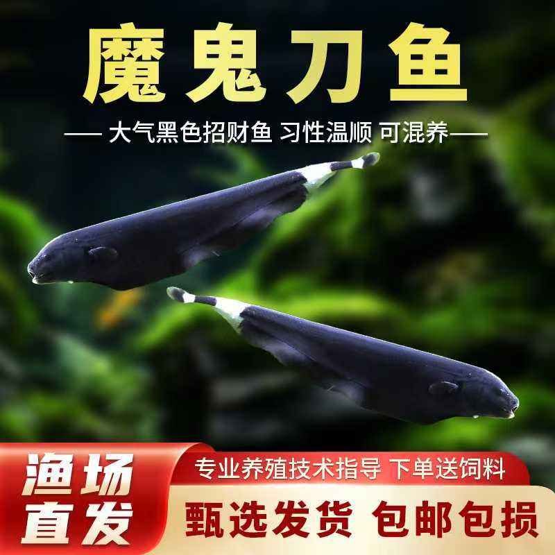 魔鬼刀鱼黑魔鬼怪鱼淡水黑羽毛七星刀可混养热带鱼观赏鱼小型活体