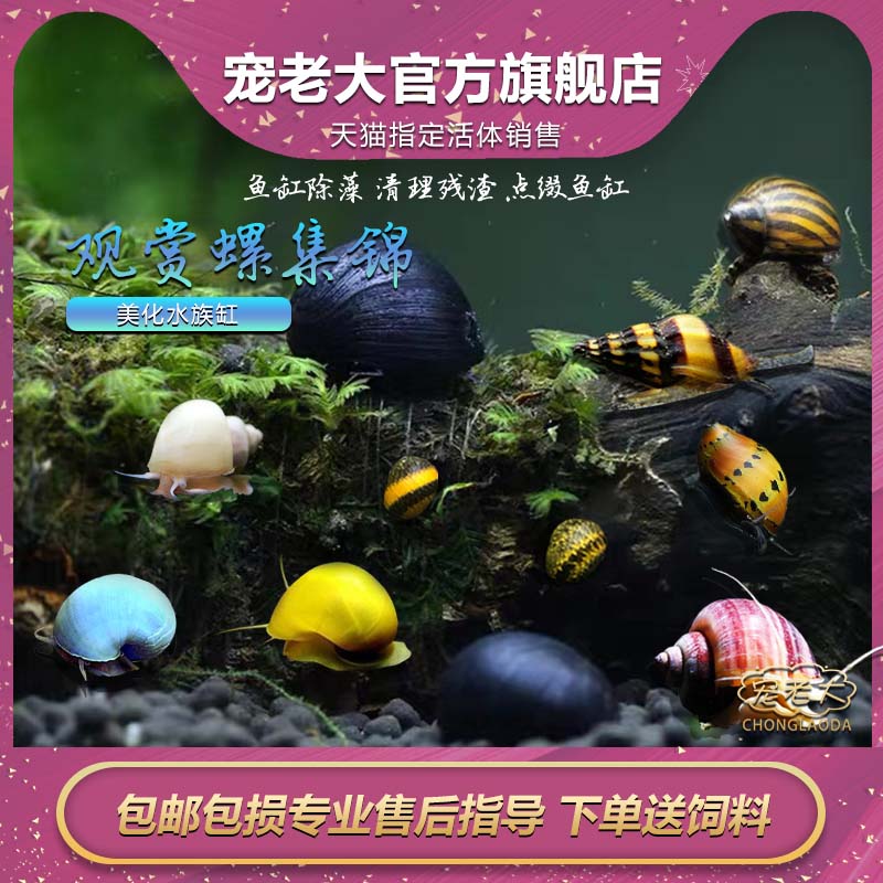 观赏螺苹果螺黑金刚螺