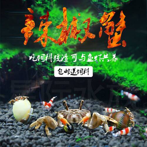 活体淡水清理饲料残渣