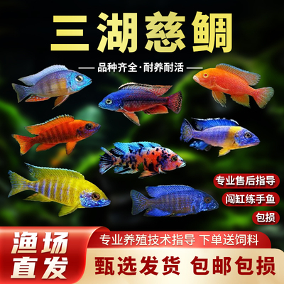 三湖慈鲷鱼小型热带观赏鱼苗