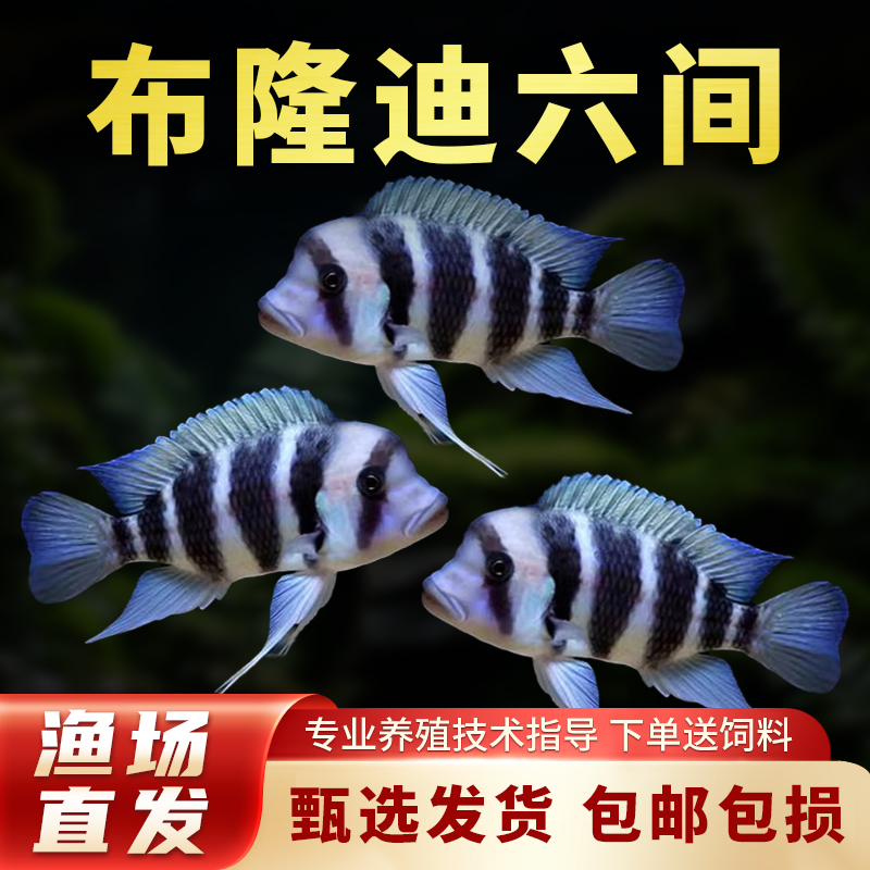 三湖慈鲷鱼 布隆迪六间 鹅头皇冠 坦鲷 萨伊蓝 活体热带 观赏鱼