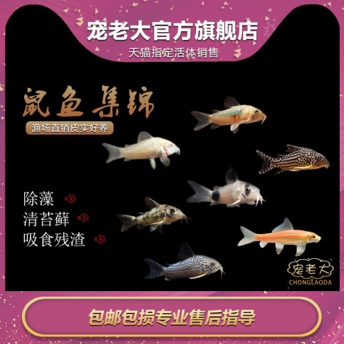 老鼠鱼金台鼠胡子鱼熊猫鼠低栖