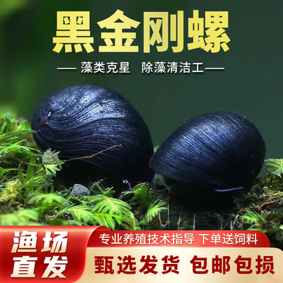 黑金刚螺不吃水草缸清洁淡水除藻工具螺热带观赏活体清洁宠物蜗牛