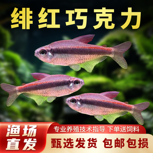 绯红巧克力霓虹灯科鱼小型热带鱼南美鱼高端鱼草缸鱼观赏鱼包邮