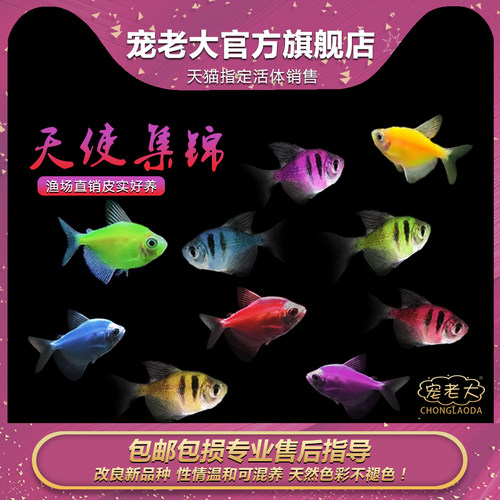 小型热带鱼活体七彩鱼彩裙老虎鱼