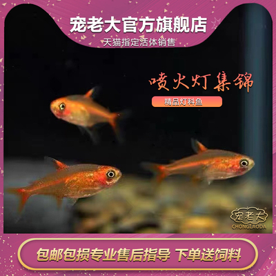 喷火热带鱼小型红绿灯活体