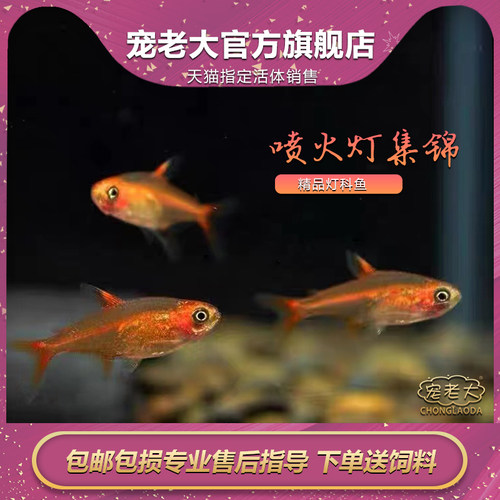 喷火热带鱼小型红绿灯活体