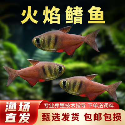 火焰鳍旗鱼南美火焰裙脂鲤鱼热带观赏鱼小型鱼扯旗草缸群游活体鱼