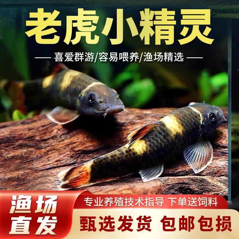 老虎小精灵鱼虎纹精灵鱼淡水进口原生溪流鱼除藻苔小型鱼热带活体图片