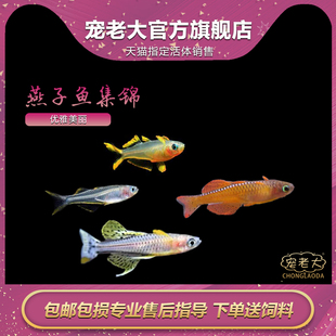 霓虹燕子鱼橘红燕子草缸上层鱼珍珠燕子热带鱼观赏灯科鱼群游活体