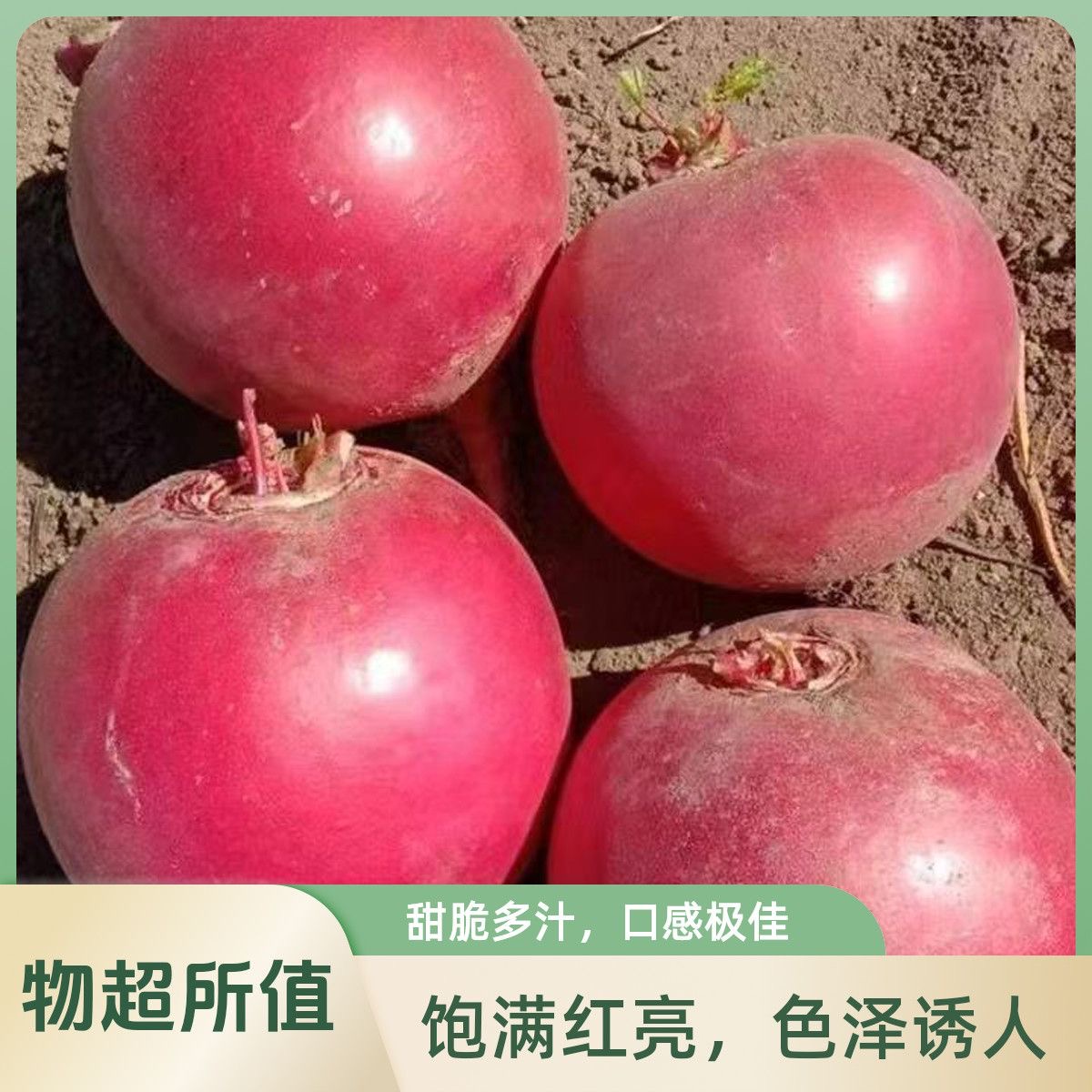 东北特产萝卜新鲜现摘现发农家
