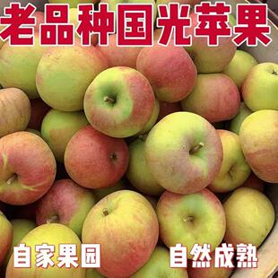 正宗老式 水果新鲜不套袋儿时味道 酸甜老树笨国光苹果水果批发应季