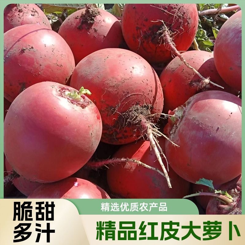 东北特产大萝卜红大红袍