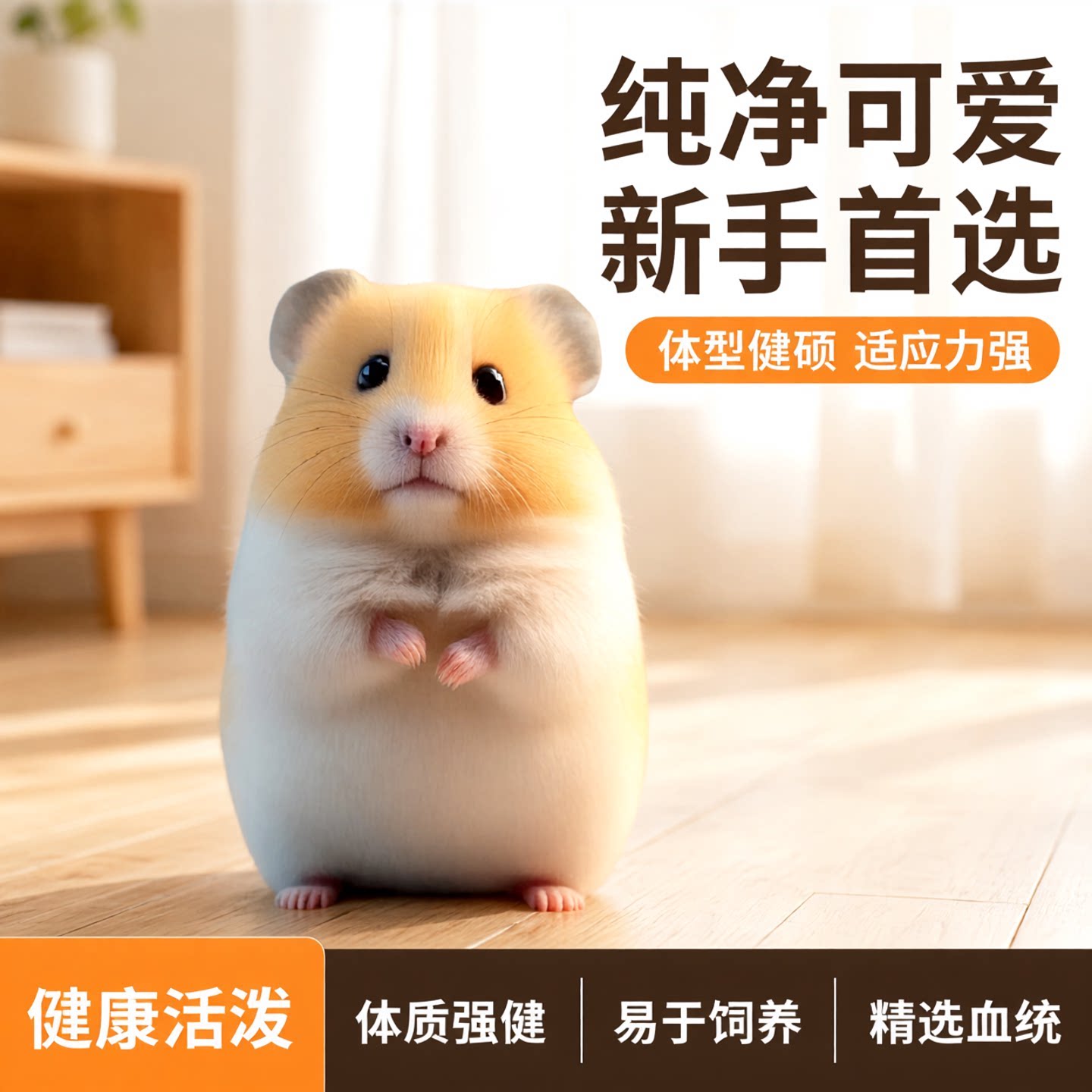 家养金丝熊小仓鼠活物鼠类小宠物一公一母大体型学生老鼠高成活率