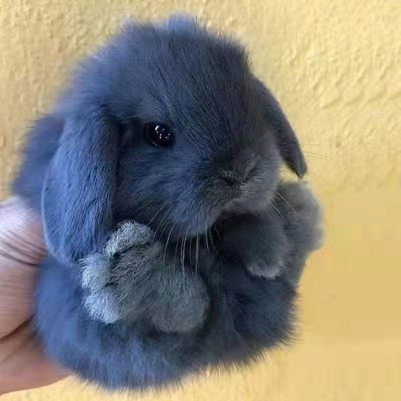 小兔子活物侏儒兔长不大迷你小型公主荷兰垂耳兔茶杯兔家养宠物兔,宠物/宠物食品及用品,兔,淘宝优惠券,粉丝福利购,淘宝优惠卷