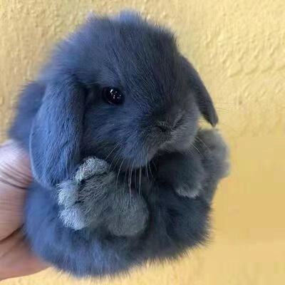 小兔子活物侏儒兔茶杯兔