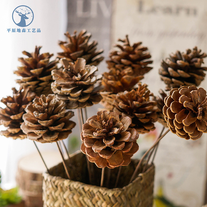 自然单支松果干花幼儿园圣诞装饰品摄影拍摄道具装饰松花松果