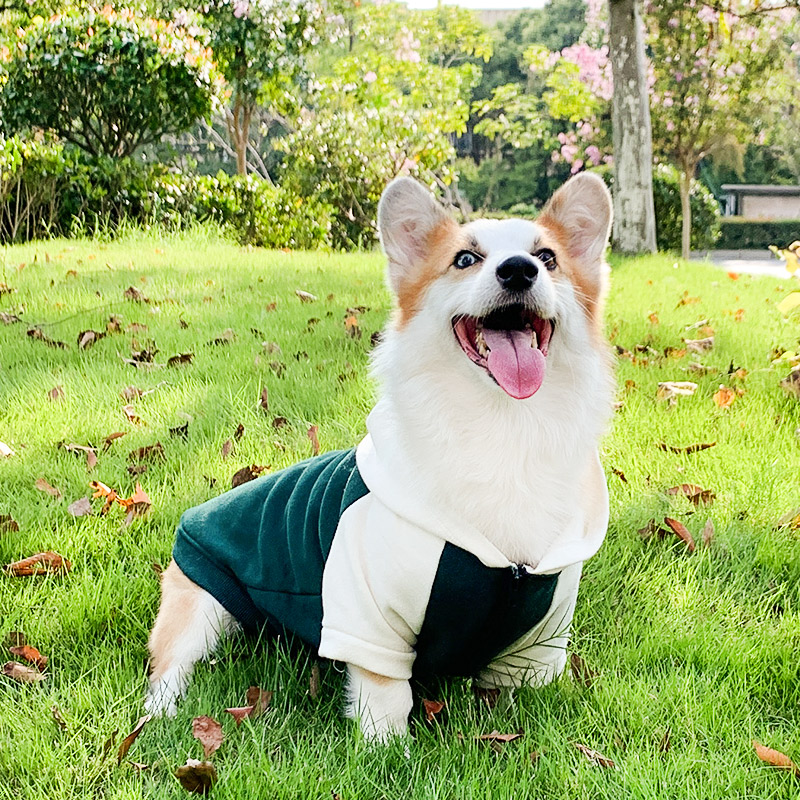 柯基犬狗狗衣服春秋薄款小型中型犬秋天冬季防掉毛宠物秋冬装卫衣 宠物/宠物食品及用品 狗宠物服装/雨衣 原图主图