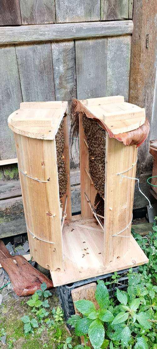 蜂桶圆桶老式中蜂土养箱加厚招蜂桶诱蜂桶实木蜂箱专用养蜂工具