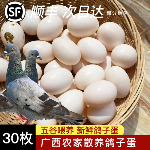 鸽子蛋新鲜30枚农家散养