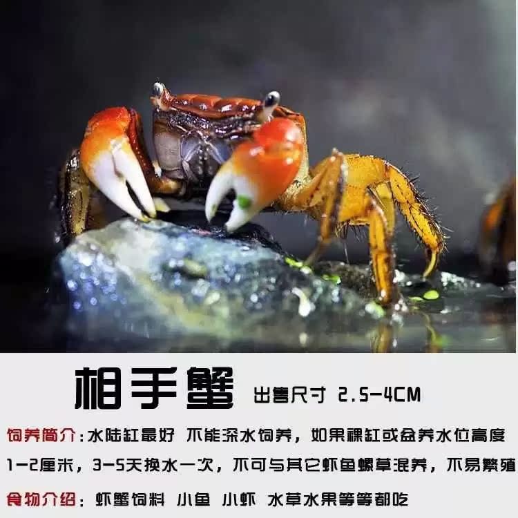 红鳌相手蟹相守蟹辣椒蟹豹点蟹越南勾手蟹观赏蟹活体