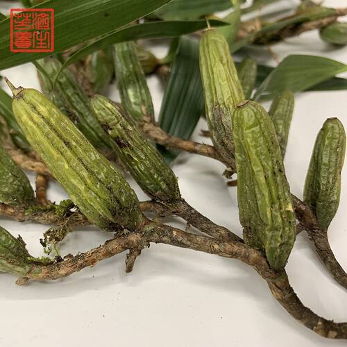 中药材新鲜石仙桃新鲜石枣子石橄榄新鲜 炖汤煲汤苗草包邮