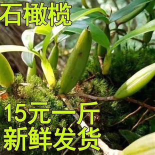 广西石橄榄新鲜双叶单叶中小果500g石仙桃果上叶煲汤炖汤生材料