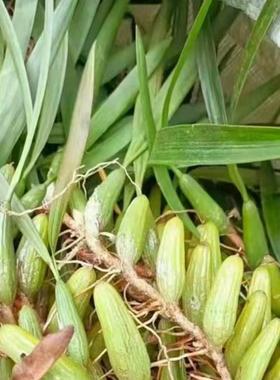 现发石橄榄新鲜广西石橄榄双叶石仙桃炖汤补品中小号福建石橄榄