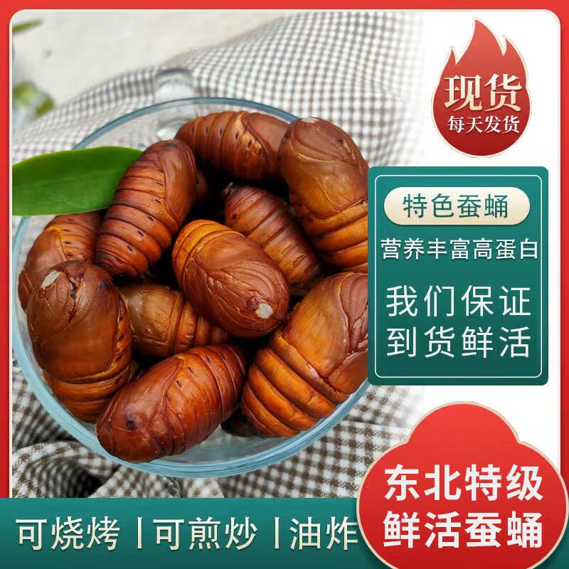 东北特产鲜活蚕蛹茧蛹
