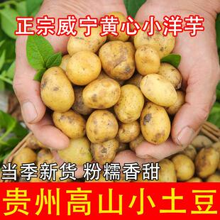 贵州高山迷你小洋芋土豆新鲜威宁本地黄心洋芋马铃薯批发商用