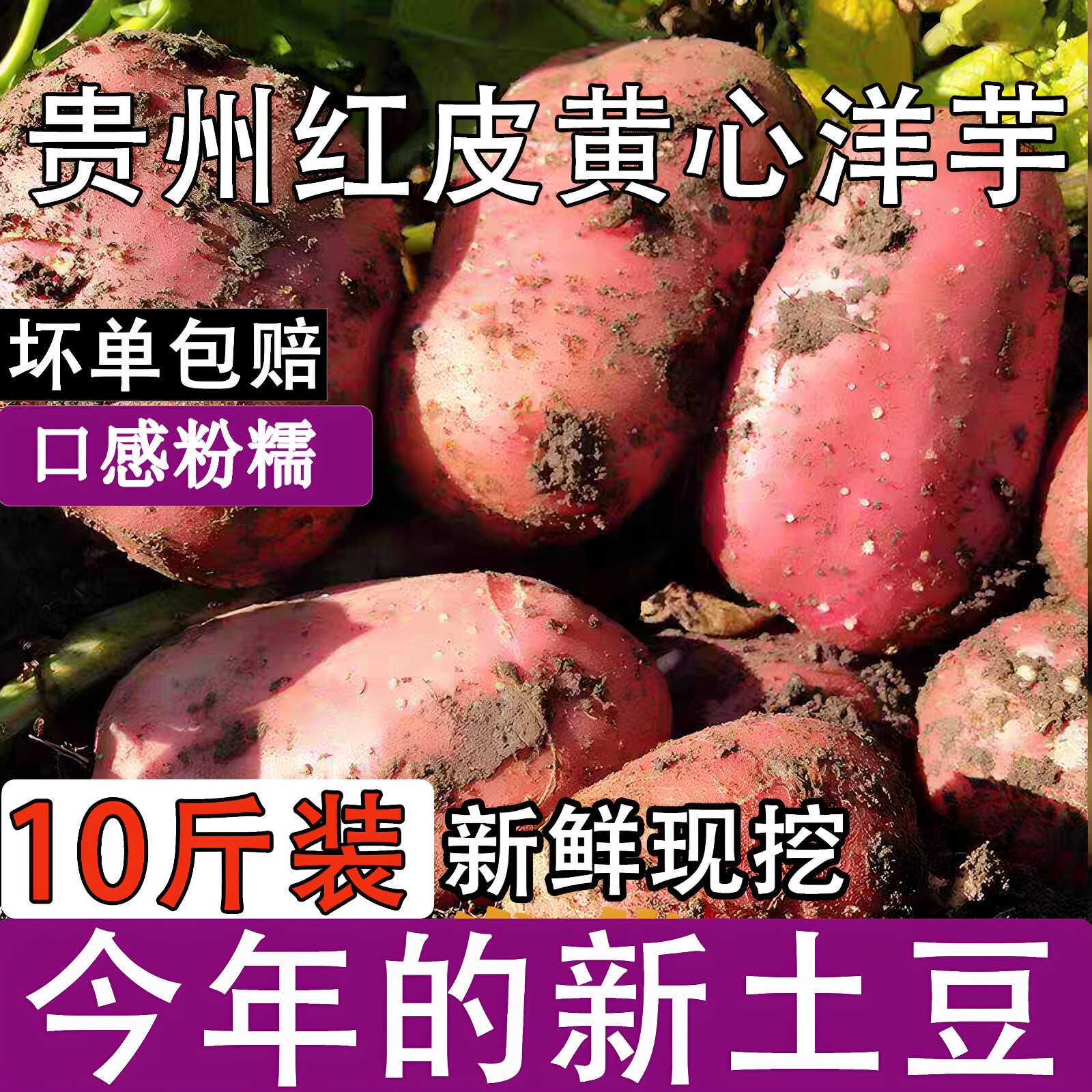 2025新鲜大土豆老品种黄心土豆