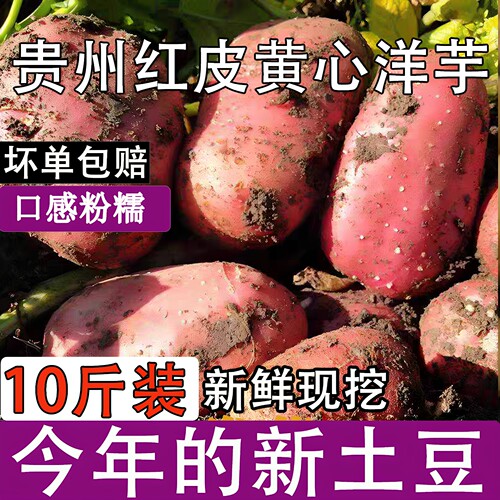 2025新鲜大土豆老品种黄心土豆