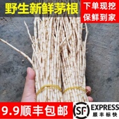 野生白茅根广东凉茶竹蔗马蹄茅根水茅根茅草根去皮新鲜顺丰 包邮